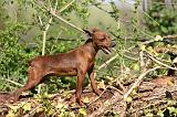 PINSCHER NAIN 129